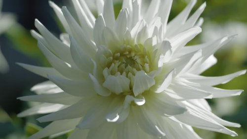 Dettagli dei fiori