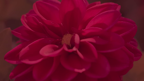 Dettagli dei fiori